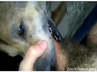 POV blowjob experience with a really slutty dog