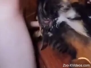 Guy grabs the animal to fuck it up and make it cum