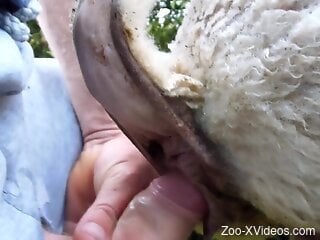 Dude is going to put his cock in the animal's hole