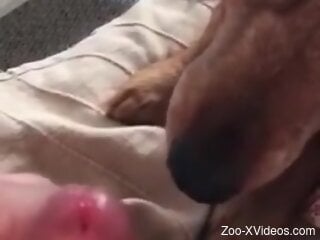 Dude is going to let the dog suck that dick hard