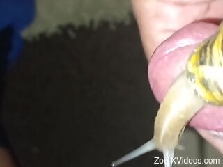 Nude man masturbates with a big snail on his erect dick