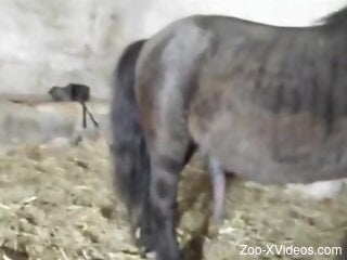 Aroused woman plays with the horse's big dick before sex