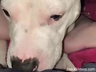 Curious doggie is about to start oral zoo sex action