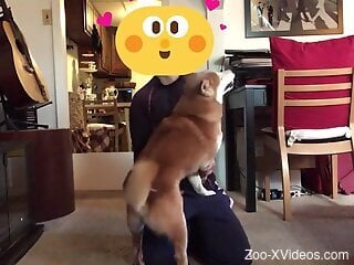 Playful doggie is craving for some hot zoo sex at home