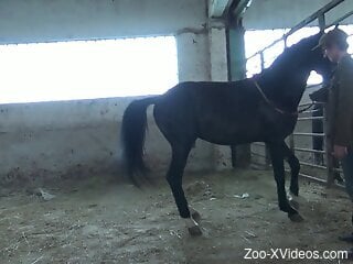 Filthy lady is trying out bestiality sex with a horse