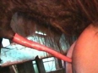 Zoo Zoo Sex Porn