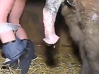 ZOO Porn and bestiality tube