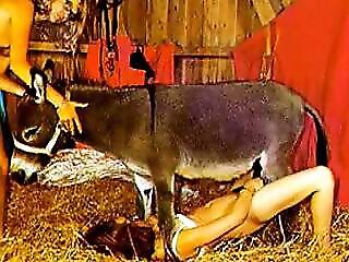 Zoophilia porn and animal sex