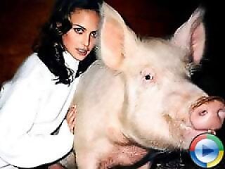 Animal porn and bestiality