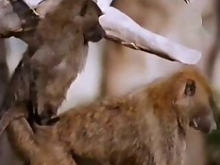Zoo Zoo Sex Porn