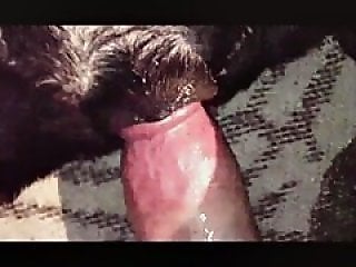 Free bestiality and zoophilia porn