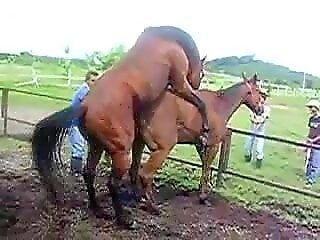 ZOO Porn and bestiality tube