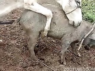 Zoo Zoo Sex Porn