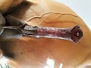 Animal Porn Zoo Videos